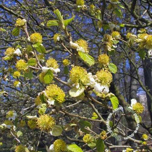 Afbeelding bij Perzisch ijzerhout - Parrotiopsis jacquemontiana