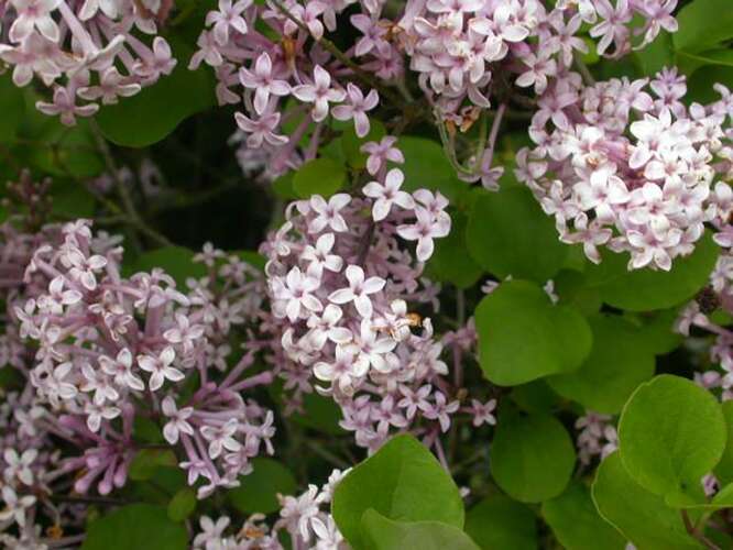 Afbeelding bij Perzische sering - Syringa persica 