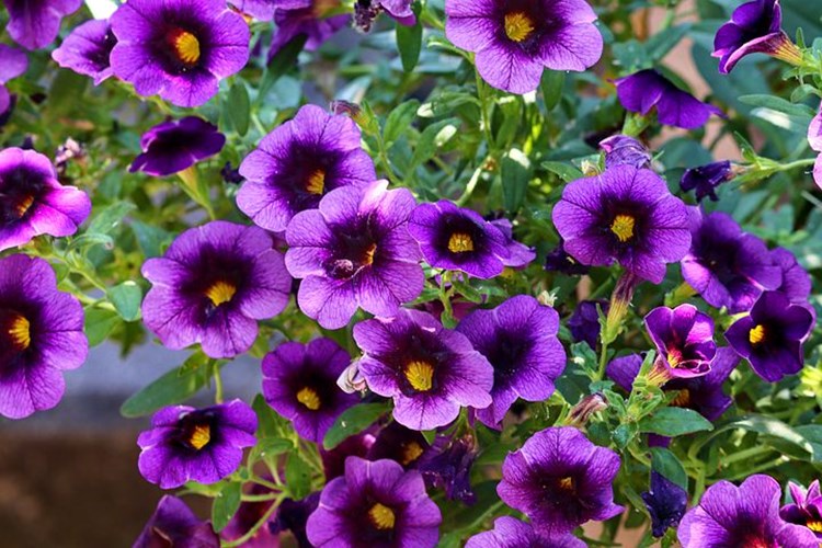 Petunia's  aangeplant als perkplant of als rijk bloeiende kuip- of potplant