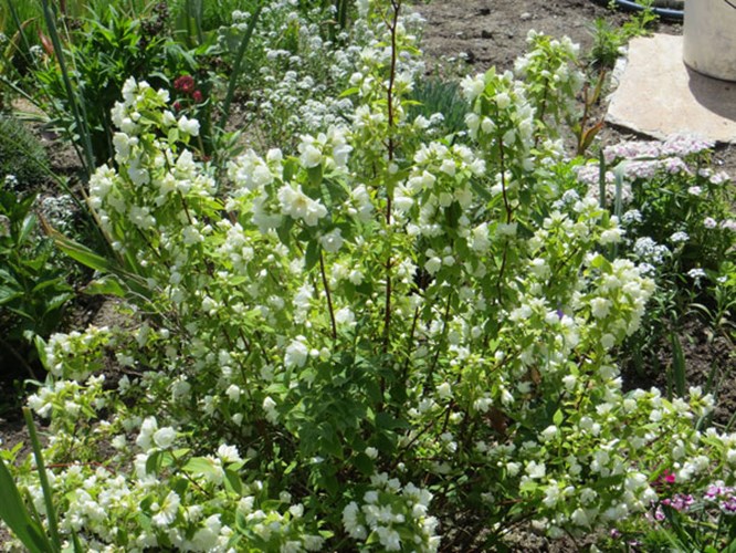 Afbeelding bij Philadelphus / Boerejasmijn