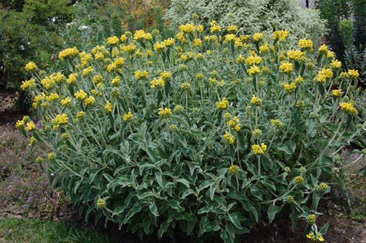 Afbeelding bij Phlomis / Brandkruid (soort)