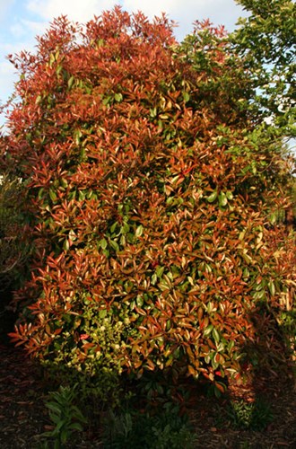 Afbeelding bij Photina red rubin / Glansmispel
