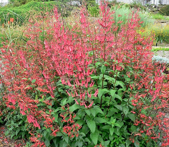 Afbeelding bij Phygelius / Kaapse fuschia (soort)