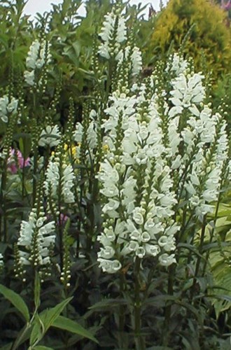 Afbeelding bij Physostegia / Scharnierbloem (soort)