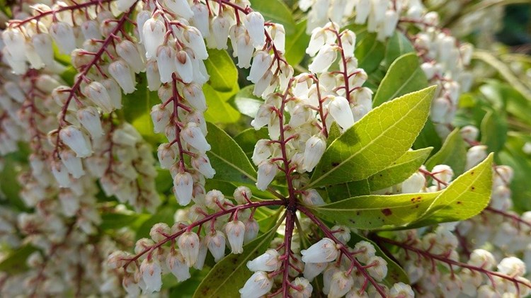 Rotsheide soorten met witte bloemen 