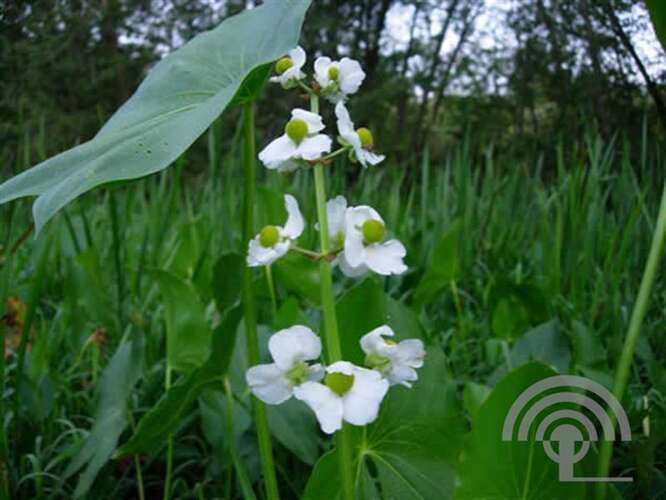 Afbeelding bij Pijlkruid  - Sagittaria latifolia 