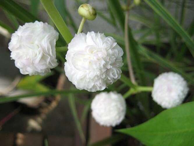 Afbeelding bij Pijlkruid - dubbelbloemig - Sagittaria sag. 'Flore Pleno'