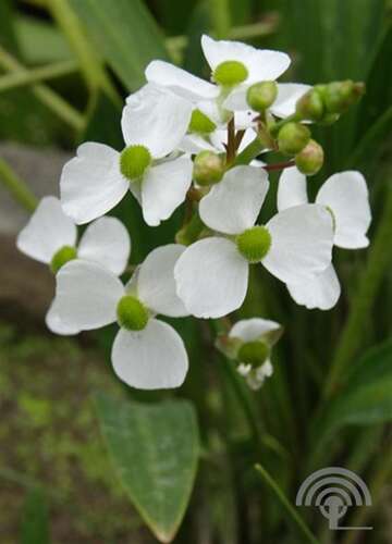 Afbeelding bij Pijlkruid - Sagittaria graminea