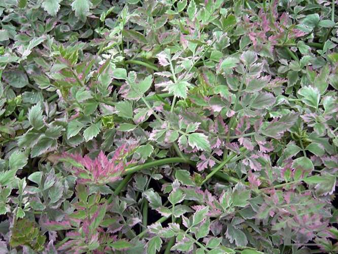 Afbeelding bij Pijptorkruid - Oenanthe fistulosa &#039;Flamingo&#039; 