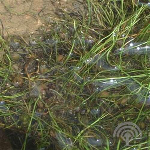 Afbeelding bij Pilvaren - Pilularia globulifera 