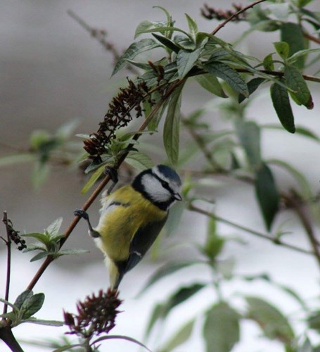 Afbeelding bij Pimpelmees in m'n vlinderstruik