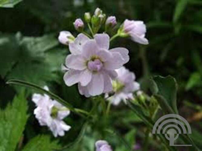 Afbeelding bij Pinksterbloem - Cardamine pratensis &#039;Flore pleno&#039;