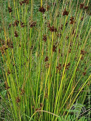 Afbeelding bij Pitrus - Juncus effusus 