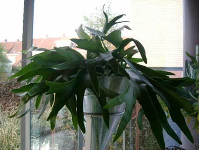 Afbeelding bij Platycerium / Herfsthoornvaarn 