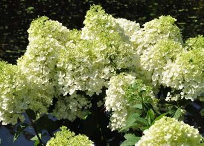 Afbeelding bij Pluimhortensia - Hydrangea pan. 'Bobo' ®