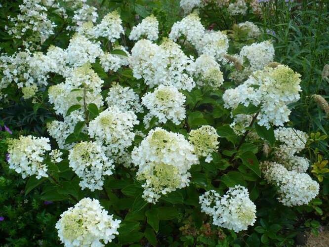 Afbeelding bij Pluimhortensia - Hydrangea pan. &#039;Bombshell&#039; ®
