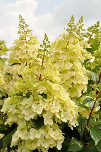 Afbeelding bij Pluimhortensia - Hydrangea pan. &#039;Candlelight&#039; ®