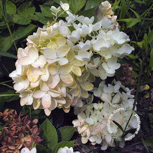 Afbeelding bij Pluimhortensia - Hydrangea pan. &#039;Dart&#039;s Little Dot&#039; ®