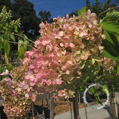 Afbeelding bij Pluimhortensia - Hydrangea pan. 'Grandiflora'