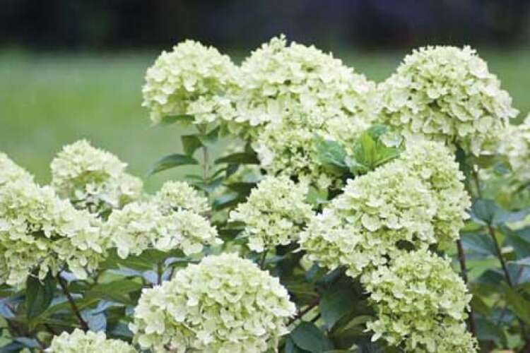 Afbeelding bij Pluimhortensia - Hydrangea pan. &#039;Little Lime&#039; ®
