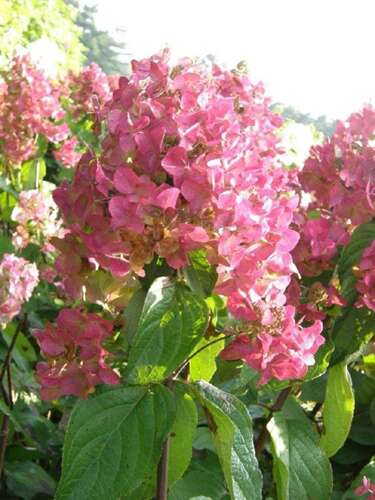 Afbeelding bij Pluimhortensia - Hydrangea pan. 'Mega Mindy®'