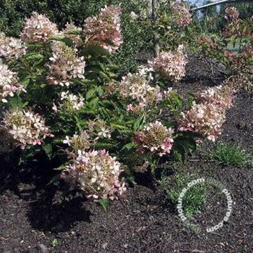 Afbeelding bij Pluimhortensia - Hydrangea pan. &#039;Phantom&#039;