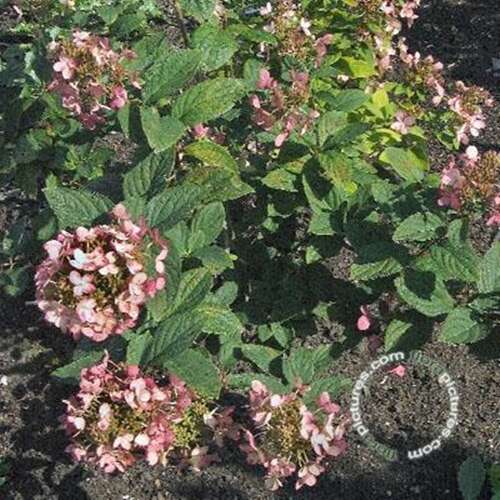 Afbeelding bij Pluimhortensia - Hydrangea pan. &#039;Pink Diamond&#039;