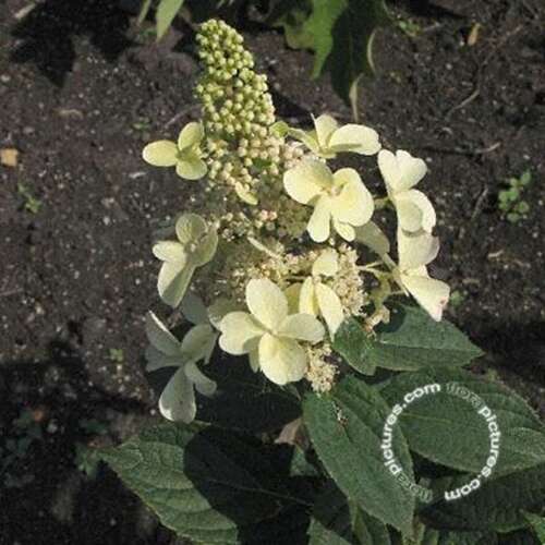 Afbeelding bij Pluimhortensia - Hydrangea pan. &#039;Pinky Winky&#039; ®