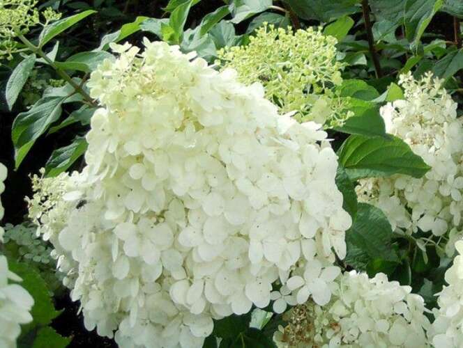 Afbeelding bij Pluimhortensia - Hydrangea pan. &#039;Polar Bear&#039; ®