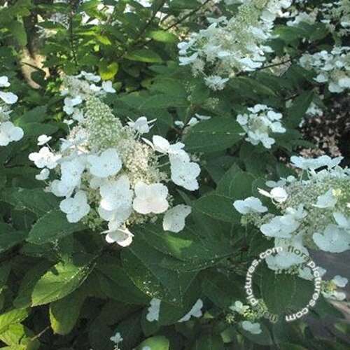 Afbeelding bij Pluimhortensia - Hydrangea pan. 'Tardiva'