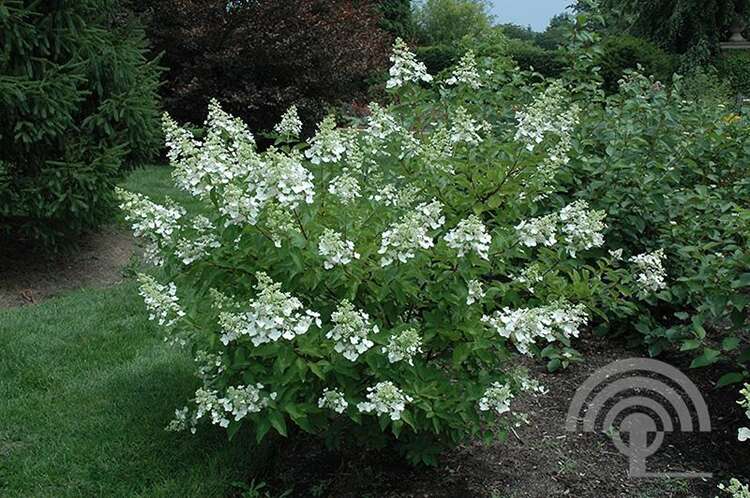 Afbeelding bij Pluimhortensia - Hydrangea pan. 'Unique