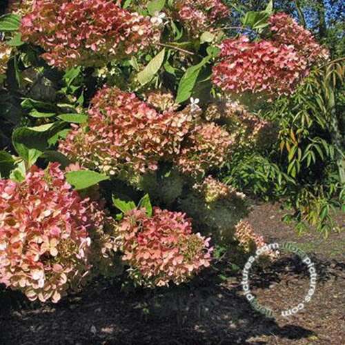 Afbeelding bij Pluimhortensia - Hydrangea paniculata