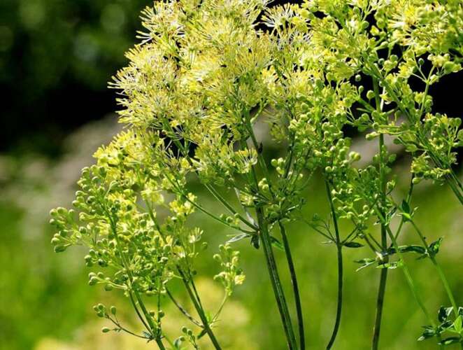 Afbeelding bij Poelruit - Thalictrum flavum 
