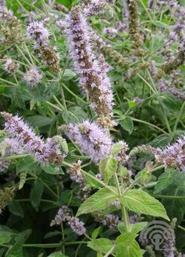 Afbeelding bij Polei - Mentha pulegium