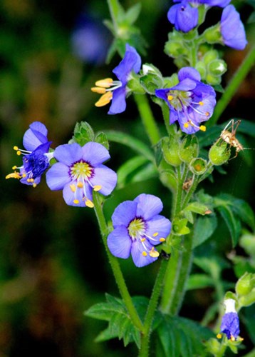 Afbeelding bij Polemonium / Jacobsladder