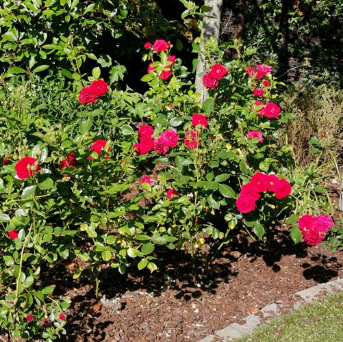 Afbeelding bij Polyanthe - floribunda rozen / trosrozen  (soort)