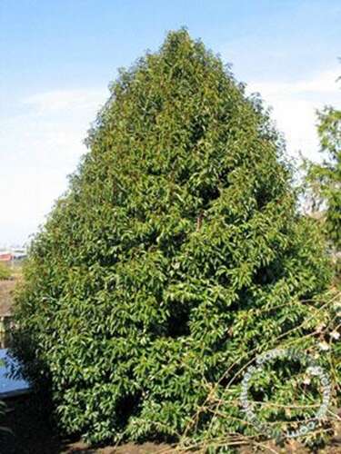 Afbeelding bij Portugese Laurierkers - Prunus l. &#039;Angustifolia&#039; 