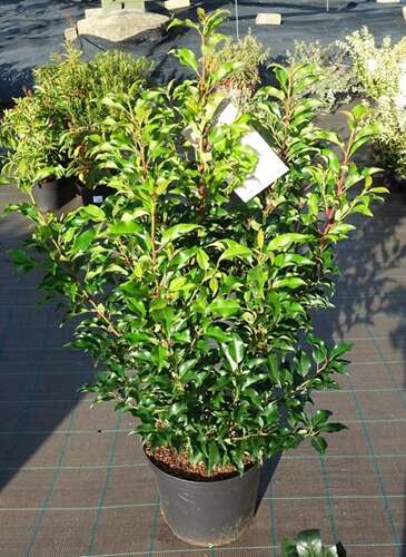 Afbeelding bij Portugese laurierkers - Prunus lusitanica 'Brenelia'