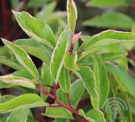 Afbeelding bij Portugese laurierkers - Prunus lusitanica &#039;Variegata&#039; 