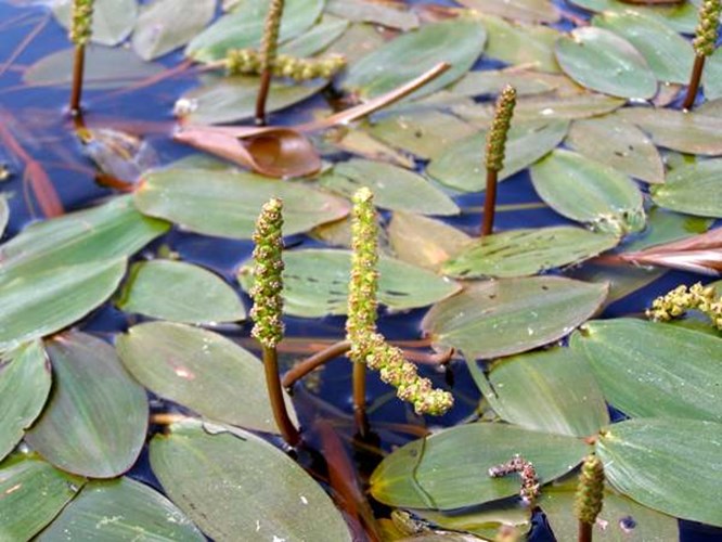 Afbeelding bij Potamogeton / Fonteinkruid