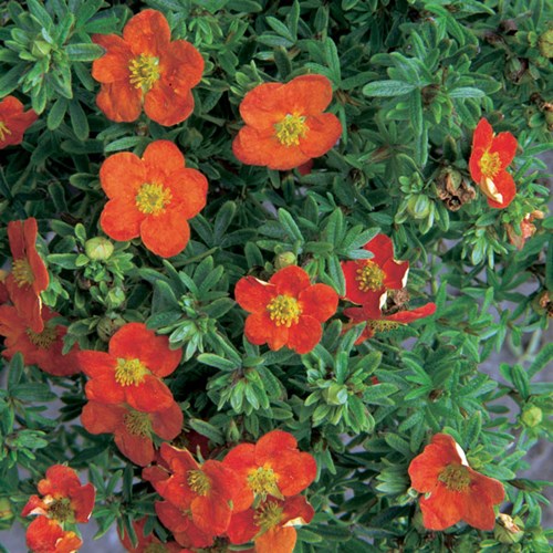 Afbeelding bij Potentilla / Ganzerik  (soort)