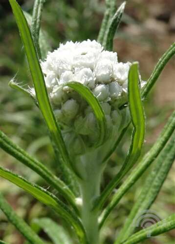 Afbeelding bij Prachtrozenkransje  Anaphalis margaritacea