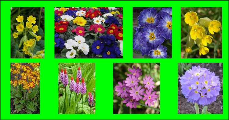 Afbeelding bij Primula / Sleutelbloem (soort)