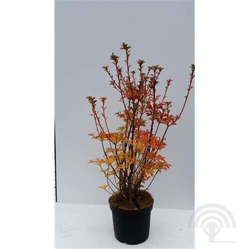 Afbeelding bij Pronkklokje - Enkianthus camp. &#039;Pagode&#039; 