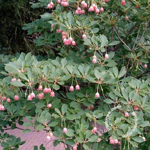 Afbeelding bij Pronkklokje - Enkianthus campanulatus 