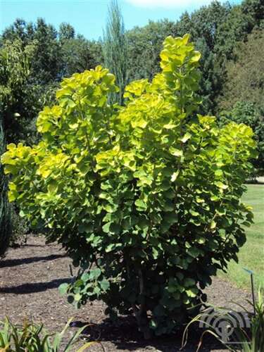 Afbeelding bij Pruikenboom - Cotinus cog. &#039;Golden Spirit&#039; ® 