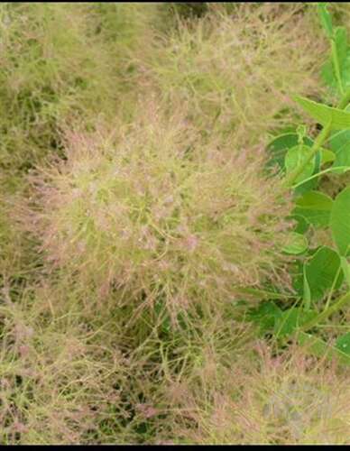 Afbeelding bij Pruikenboom - Cotinus cog. 'Young Lady' ®