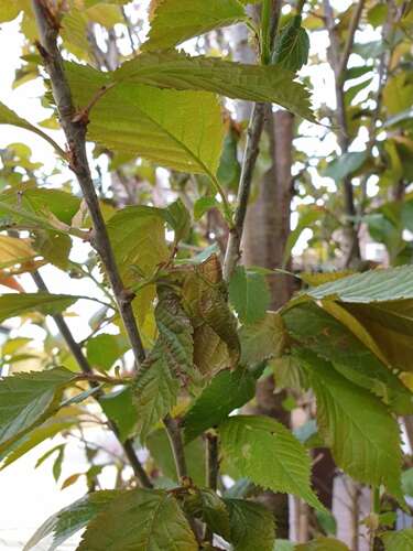 Afbeelding bij Prunus bladeren krullen en sterven af, Wat kan dit zijn