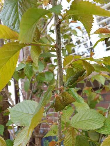 Afbeelding bij Prunus bladeren krullen en sterven af, Wat kan dit zijn