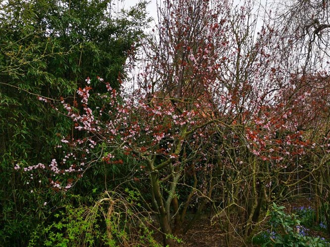 Afbeelding bij Prunus Cerasifera nigra / kroosjespruim - rode kerstpruim 